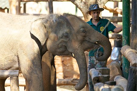 sri lanka nature photography - Baby Asian elephants being fed, Uda Walawe Elephant Transit Home, Sri Lanka, Asia Stock Photo - Rights-Managed, Code: 841-06344442