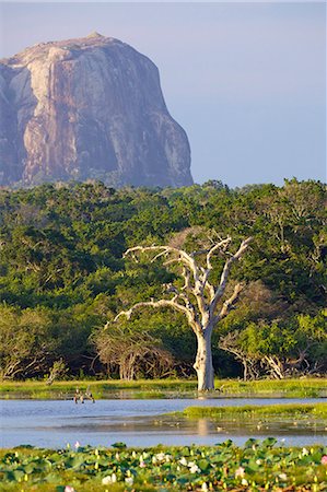 elephant rock - Lac et vue du rocher de l'éléphant en fin d'après-midi, Parc National de Yala, Sri Lanka, Asie Photographie de stock - Rights-Managed, Code: 841-06344458