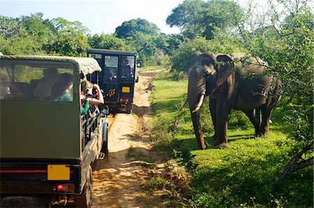 Éléphant de tusker Asie (Elephas maximus maximus), à proximité de touristes en jeep, Parc National de Yala, Sri Lanka, Asie Photographie de stock - Rights-Managed, Code: 841-06344453