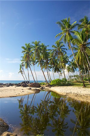 simsearch:700-05642164,k - View of the unspoilt beach at Palm Paradise Cabanas, Tangalle, South coast, Sri Lanka, Asia Fotografie stock - Rights-Managed, Codice: 841-06344463