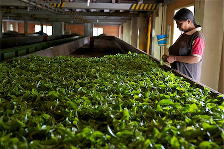 food industry - Les feuilles de thé de séchage femme au domaine de thé de Geragama, près de Kandy, Sri Lanka, Asie Photographie de stock - Rights-Managed, Code: 841-06344489