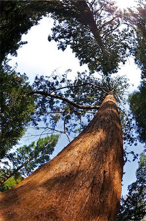 Giant Redwood (Sequoiadendron giganteum), Royal Botanic Gardens, Kew, London, England, United Kingdom, Europe Stock Photo - Rights-Managed, Code: 841-06344515