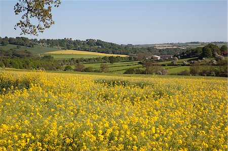 farm canola - View of Hardwick Hall over rape fields, Derbyshire, England, United Kingdom, Europe Foto de stock - Con derechos protegidos, Código: 841-06344861