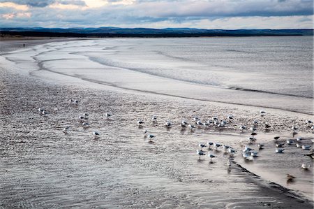 fife - West Sands at dusk, St Andrews, Fife, Scotland Foto de stock - Con derechos protegidos, Código: 841-06344891