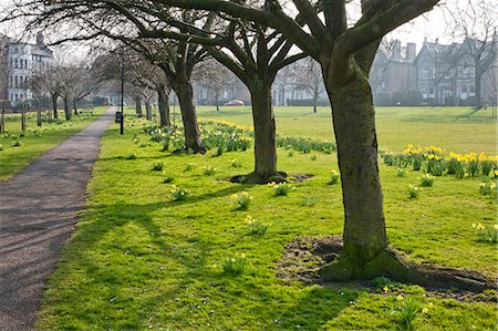 Daffodils on The Stray, Harrogate, North Yorkshire, England Foto de stock - Con derechos protegidos, Código: 841-06344975
