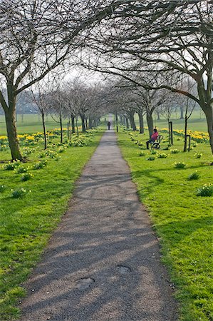 Daffodils on The Stray, Harrogate, North Yorkshire, England Foto de stock - Con derechos protegidos, Código: 841-06344976