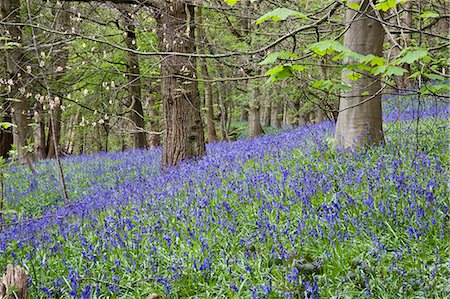 Bluebells in Middleton Woods near Ilkley, West Yorkshire, Yorkshire, England, United Kingdom, Europe Foto de stock - Con derechos protegidos, Código: 841-06344981