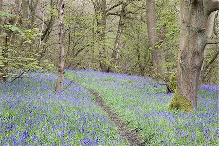 flowering trees and path - Bluebells in Middleton Woods near Ilkley, West Yorkshire, Yorkshire, England, United Kingdom, Europe Stock Photo - Rights-Managed, Code: 841-06344983