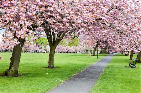 Cherry blossom on The Stray in spring, Harrogate, North Yorkshire, Yorkshire, England, United Kingdom, Europe Foto de stock - Con derechos protegidos, Código: 841-06344990