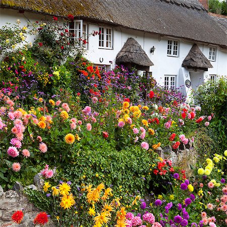 Flower fronted thatched cottage, Devon, England, United Kingdom, Europe Foto de stock - Con derechos protegidos, Código: 841-06345152