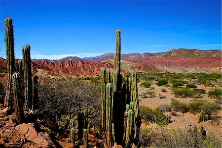 simsearch:841-06345410,k - Cacti in Canon Del Inca, Tupiza Chichas Range, Andes, Southwestern Bolivia, South America Foto de stock - Con derechos protegidos, Código: 841-06345404