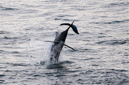 Blauer Marlin (Makaira Nigricans) Jagd Dorado (Coryphaena Hippurus), Kongo, Afrika Stockbilder - Lizenzpflichtiges, Bildnummer: 841-06345463