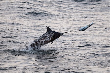 Blue Marlin (Makaira nigricans) hunting Dorado (Coryphaena hippurus), Congo, Africa Foto de stock - Con derechos protegidos, Código: 841-06345474