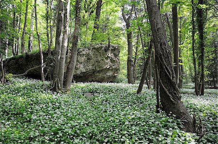 simsearch:841-07204874,k - Wild garlic (ramsons) (Allium ursinum) carpeting woodland floor around limestone outcrop, Wiltshire, England, United Kingdom, Europe Foto de stock - Con derechos protegidos, Código: 841-06345478