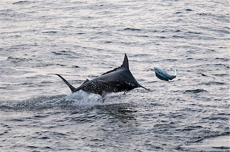 proie - Blue Marlin (Makaira nigricans) hunting Dorado (Coryphaena hippurus), Congo, Africa Foto de stock - Con derechos protegidos, Código: 841-06345471