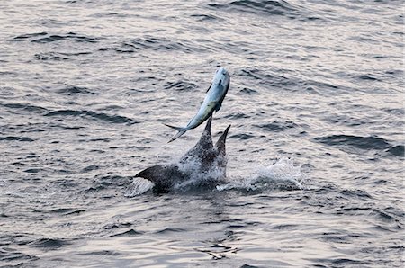 fish (marine life) - Blue Marlin (Makaira nigricans) hunting Dorado (Coryphaena hippurus), Congo, Africa Stock Photo - Rights-Managed, Code: 841-06345472