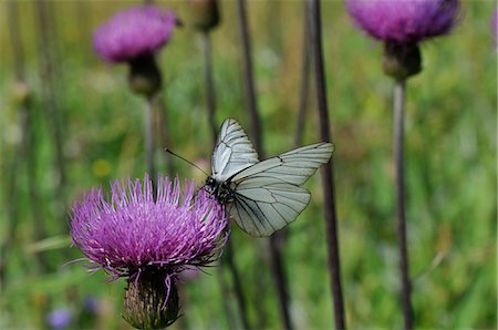 Black veined white butterfly (Aporia crataegi) feeding from Pannonic thistle (Cirsium pannonicum), Julian Alps, slovenia, slovenian, europe, european Stock Photo - Rights-Managed, Code: 841-06345484