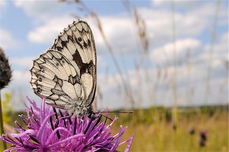 simsearch:841-08244059,k - Marbled white butterfly (Melanargia galathea), feeding on Greater knapweed flower (Centaurea scabiosa), Wiltshire, England Stock Photo - Rights-Managed, Code: 841-06345492