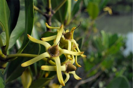 Young fruits of Mangrove tree (Kandelia candel) overhanging tidal creek, Guandu Nature Park, Taiwan, Asia Foto de stock - Con derechos protegidos, Código: 841-06345514