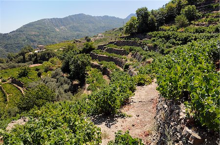 Vine (Vitis sp.) and Olive (Olea europaea) terraces, Manolates, Isle of Samos, Greece Stock Photo - Rights-Managed, Code: 841-06345518