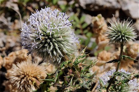 spike - Great globe thistle (Echinops sphaerocephalus), Samos, Greek Islands, Greece, Europe Stock Photo - Rights-Managed, Code: 841-06345513