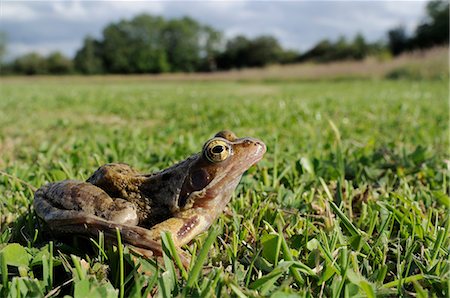 frog - Common frog or grass frog (Rana temporaria) in damp meadow, Wiltshire, England Foto de stock - Con derechos protegidos, Código: 841-06345521