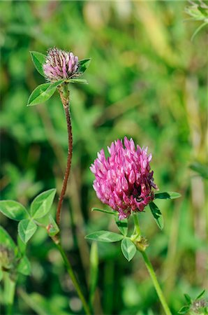 shamrocks - Red clover flowerheads (Trifolium pratense), chalk grassland meadow, Wiltshire, England, United Kingdom, Europe Stock Photo - Rights-Managed, Code: 841-06345537