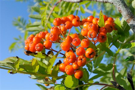 fruits in the nature - Rowan (mountain ash) (Sorbus aucuparia) berry cluster, Wiltshire, England, United Kingdom, Europe Stock Photo - Rights-Managed, Code: 841-06345539