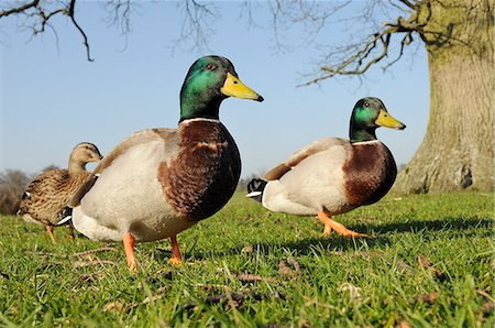 duck - Two Mallard drakes (Anas platyrhynchos) and a duck approaching on grass, Wiltshire, England, United Kingdom, Europe Stock Photo - Rights-Managed, Code: 841-06345530