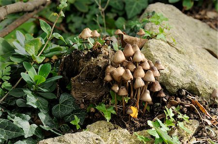 simsearch:841-03030360,k - Granny's bonnets (gregarious elf caps ) (clustered bonnet) fungi (Mycena inclinata) growing from rotten treestump, Wiltshire, England, United Kingdom, Europe Foto de stock - Con derechos protegidos, Código: 841-06345541