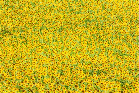 Tournesol (Helianthus) champs, Andalousie, Espagne, Europe Photographie de stock - Rights-Managed, Code: 841-06340860