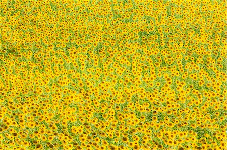 fields high view - Sunflower (Helianthus) fields, Andalucia, Spain, Europe Stock Photo - Rights-Managed, Code: 841-06340860