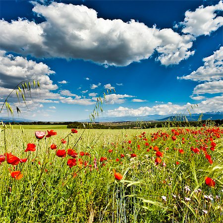 red mountains - Wild poppies (Papaver rhoeas) and wild grasses in front of Sierra Nevada mountains, Andalucia, Spain, Europe Foto de stock - Con derechos protegidos, Código: 841-06340875