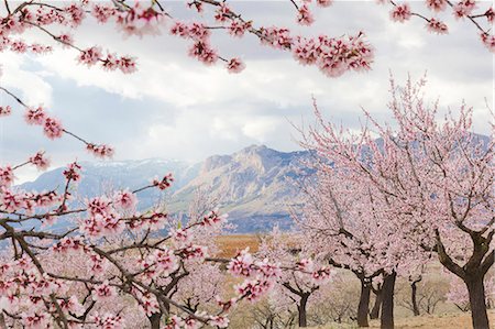 Spring almond blossom, Andalucia, Spain, Europe Stock Photo - Rights-Managed, Code: 841-06340876