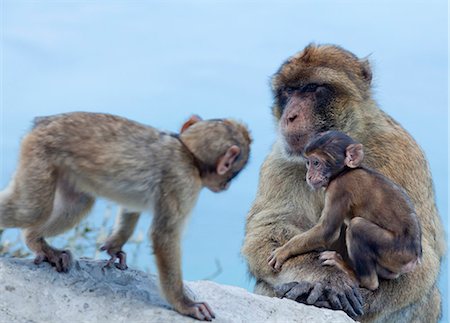 Barbary macaques (Macaca sylvanus) interaction, Gibraltar, Europe Foto de stock - Con derechos protegidos, Código: 841-06340879
