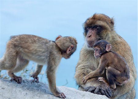 Barbary macaques (Macaca sylvanus) interaction, Gibraltar, Europe Fotografie stock - Rights-Managed, Codice: 841-06340879