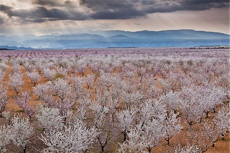 Spring almond blossom, Andalucia, Spain, Europe Stock Photo - Rights-Managed, Code: 841-06340871