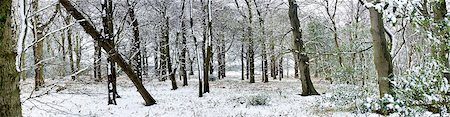 panoramic winter tree landscape - Light dusting of snow in English woodland, with fallen tree, West Sussex, England, United Kingdom, Europe Stock Photo - Rights-Managed, Code: 841-06340893