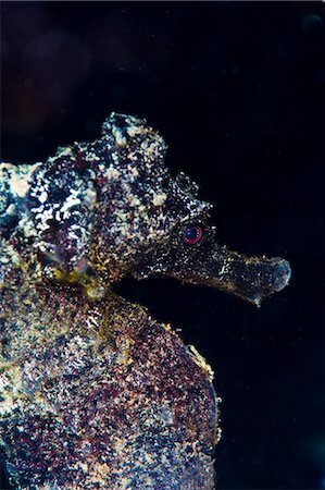 simsearch:841-06340948,k - Black longsnout seahorse (Hippocampus reidi), St. Lucia, West Indies, Caribbean, Central America Foto de stock - Con derechos protegidos, Código: 841-06340913