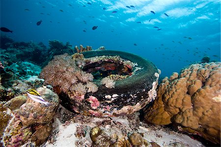 Corail incrusté de pneu au sanctuaire marin de Nalusuan, Cebu, Philippines, Asie du sud-est, Asie Photographie de stock - Rights-Managed, Code: 841-06340928