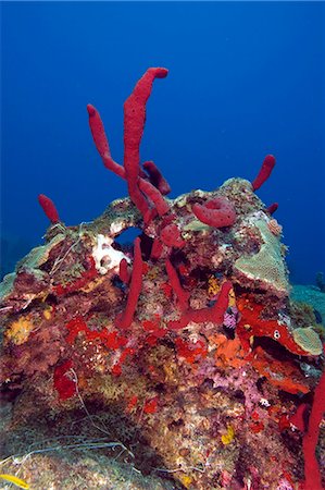 Erect rope sponge (Amphimedon compressa), St. Lucia, West Indies, Caribbean, Central America Stock Photo - Rights-Managed, Code: 841-06340934