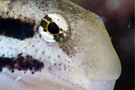 simsearch:841-06340985,k - Female shorthead fangblenny (Petroscirtes breviceps), Philippines, Southeast Asia, Asia Foto de stock - Con derechos protegidos, Código: 841-06340936