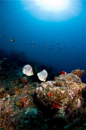 simsearch:841-06340916,k - Foureye butterflyfish (Chaetodon capistratus), St. Lucia, West Indies, Caribbean, Central America Foto de stock - Con derechos protegidos, Código: 841-06340938