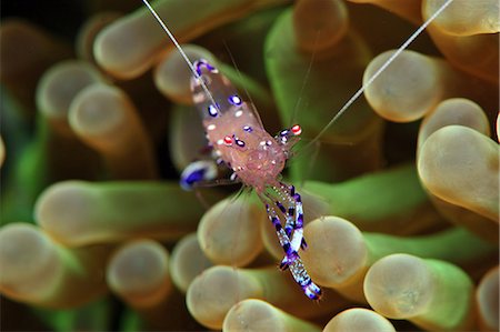 simsearch:841-06340910,k - Anemone shrimp (Periclimenes holtuisi), Philippines, Southeast Asia, Asia Foto de stock - Con derechos protegidos, Código: 841-06340932