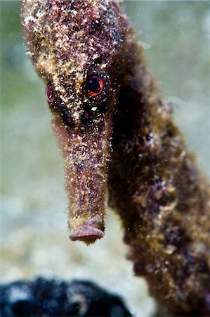 Longsnout seahorse (Hippocampus reidi), uncommon to Caribbean, grows to 2.5 to 4 inches, St. Lucia, West Indies, Caribbean, Central America Fotografie stock - Rights-Managed, Codice: 841-06340957