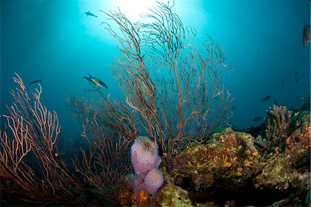 reef - Reef scene with fan coral and vase sponge, St. Lucia, West Indies, Caribbean, Central America Stock Photo - Rights-Managed, Code: 841-06340964