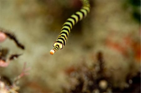 simsearch:841-06340916,k - Ringed pipefish (Dunckerocampus dactyliophorus), grows to 18cm, Indo-Pacific waters, Philippines, Southeast Asia, Asia Foto de stock - Con derechos protegidos, Código: 841-06340968