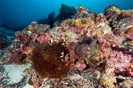 sea life under water not people - Reef scene at Nalusuan Marine Sanctuary, Cebu, Philippines, Southeast Asia, Asia Stock Photo - Rights-Managed, Code: 841-06340962