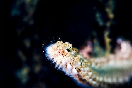 simsearch:841-06340973,k - Beared fireworm (Hermodice carunculata), St. Lucia, West Indies, Caribbean, Central America Foto de stock - Con derechos protegidos, Código: 841-06340976