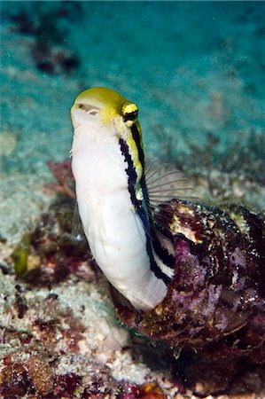 simsearch:841-06340985,k - Shorthead fangblenny (Petroscirtes breviceps), inside a coral encrusted bottle, Philippines, Southeast Asia, Asia Foto de stock - Con derechos protegidos, Código: 841-06340978